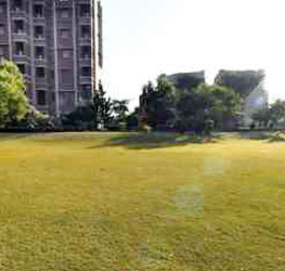 College Lawns